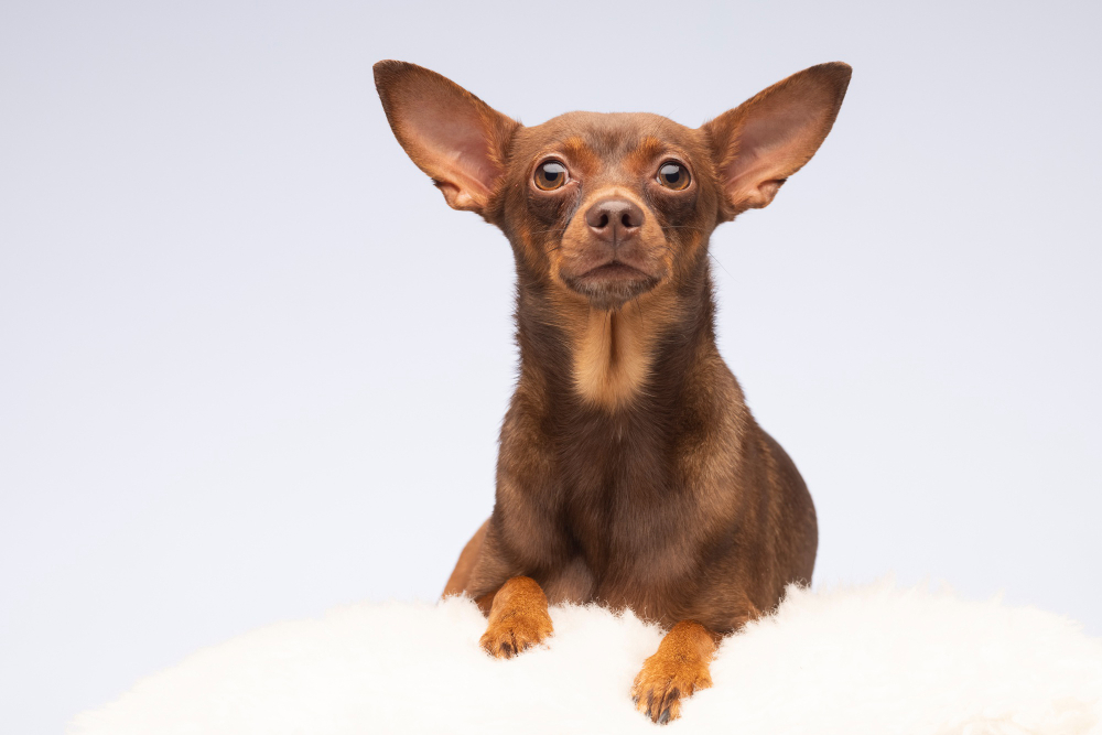 Como entender a linguagem e o comportamento do seu animal de estimação