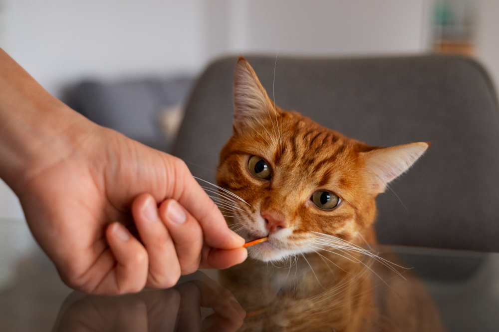 Petiscos podem acelerar obesidade em pets, diz alerta de médica veterinária