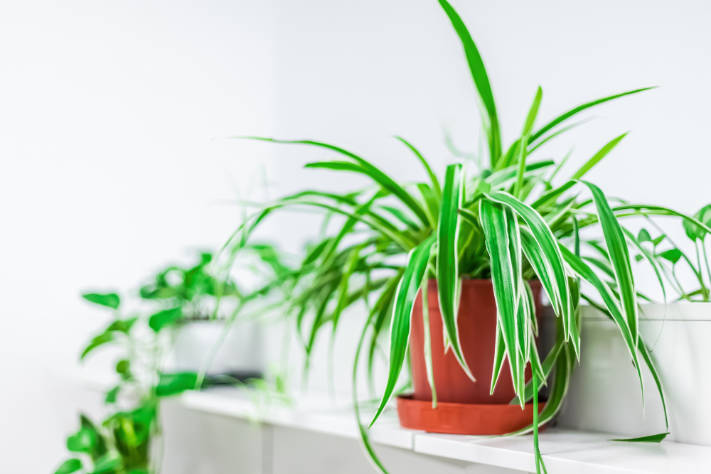 Conheça algumas plantas que são ideais para enfeitar ou perfumar o banheiro