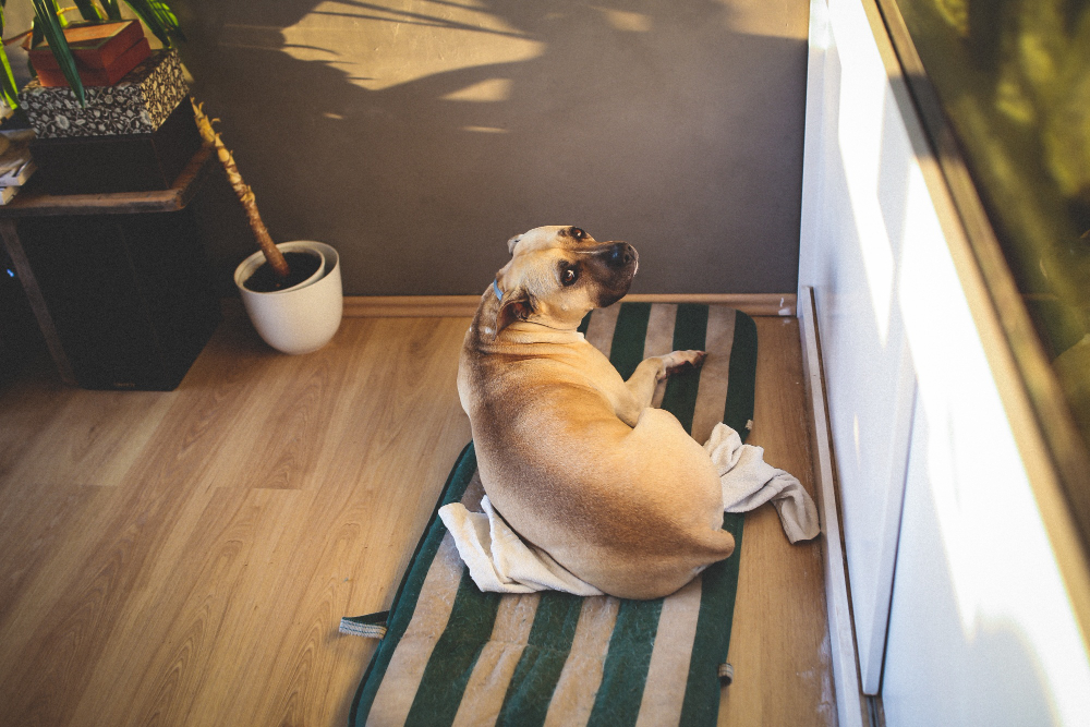 Conheça algumas dicas para deixar seu animal de estimação sozinho e sem estresse