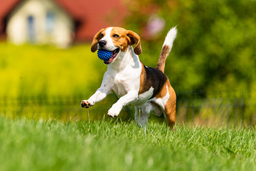 Veja como o passeio com seu pet pode ser divertido incluindo algumas brincadeiras