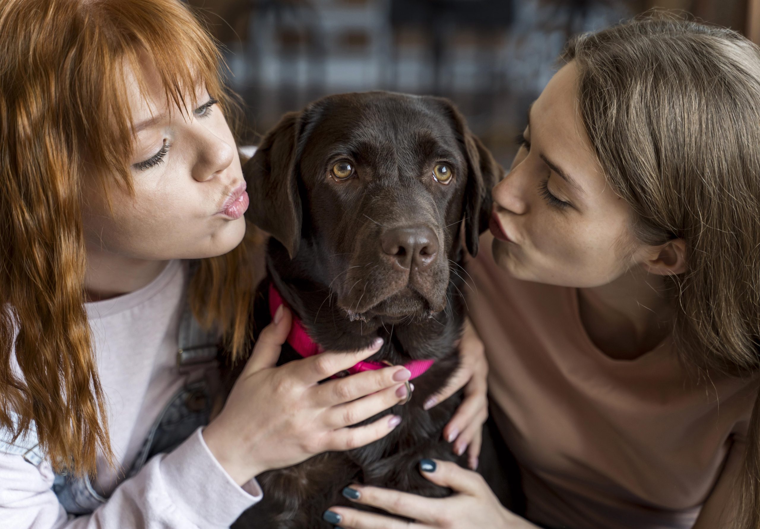 Guarda compartilhada de pet: até que ponto faz bem para o animal?