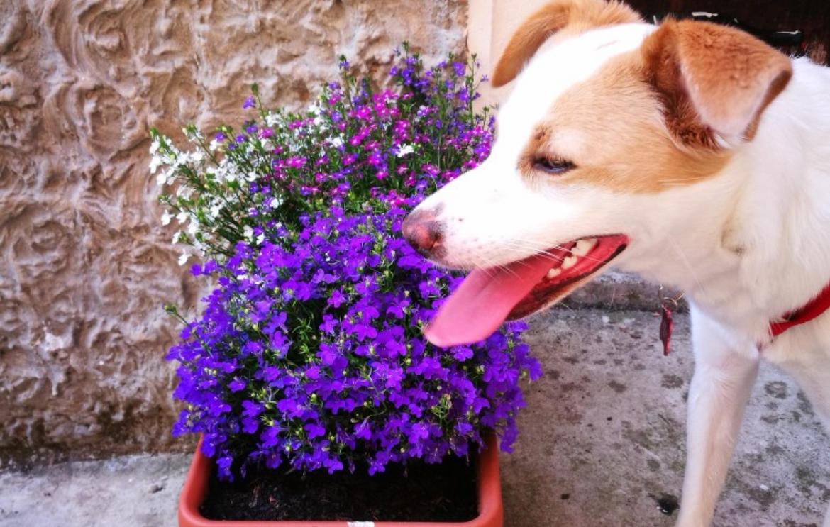 Conheça as plantas que são consideradas tóxicas para cães e gatos de estimação