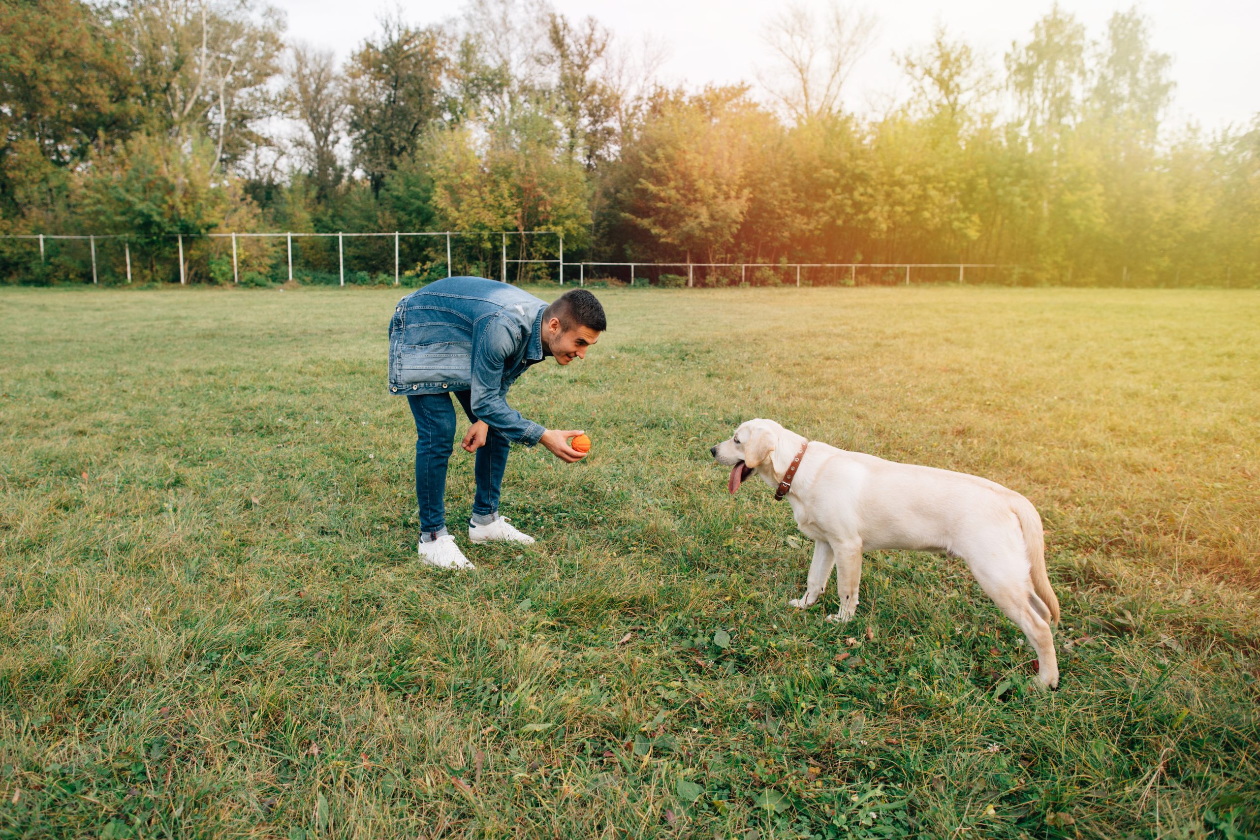 Quer construir um vínculo mais forte com seu cachorro? Jogar bola não é suficiente