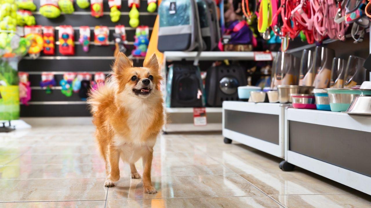 Cuidado! Produtos falsificados para pets podem colocar seu animal em risco