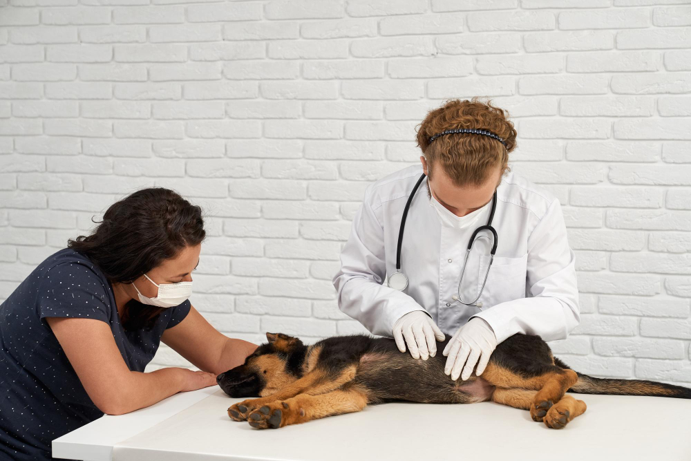 Existem macetes para levar seu cachorro aos veterinários sem muitas complicações