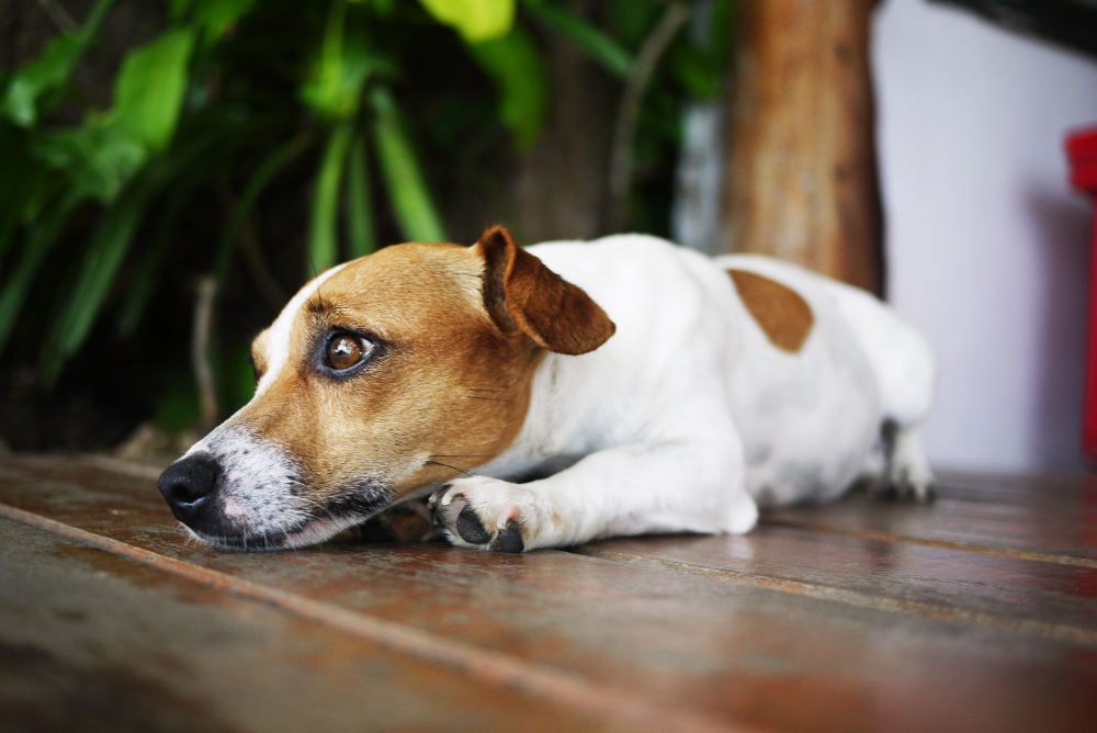 Veja como afastar o tédio e dar aos pets um comportamento mais efetivo em casa