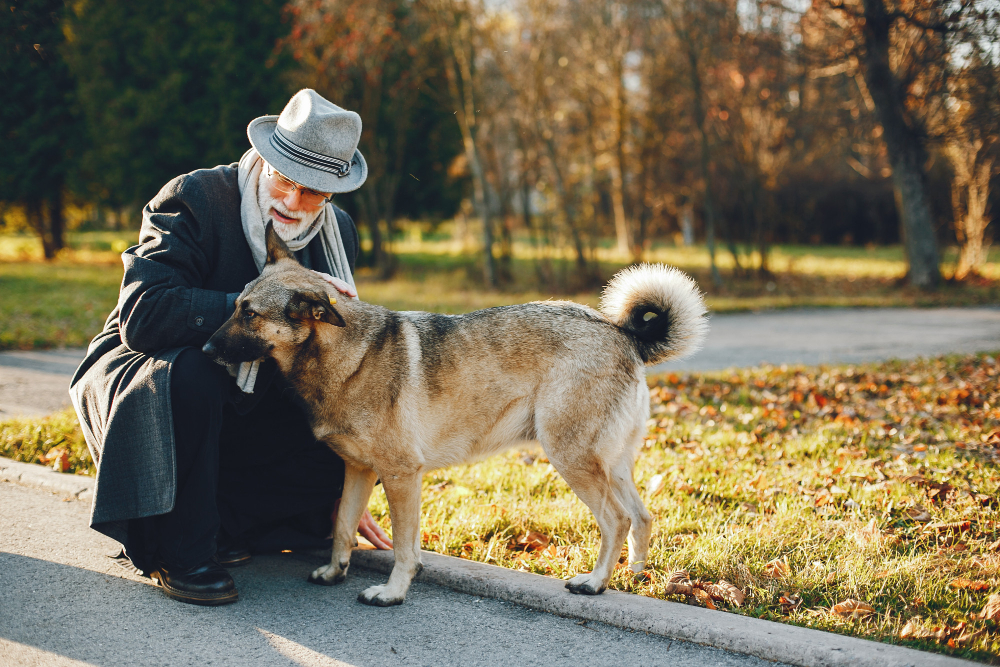 Animais de estimação ajudam a saúde e o bem-estar dos idosos, diz estudo da Unifran