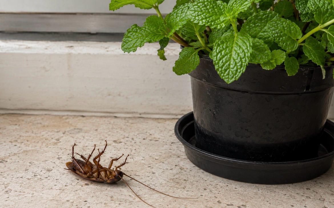 Três plantas que afastam baratas da sua casa e que você encontra em qualquer mercado