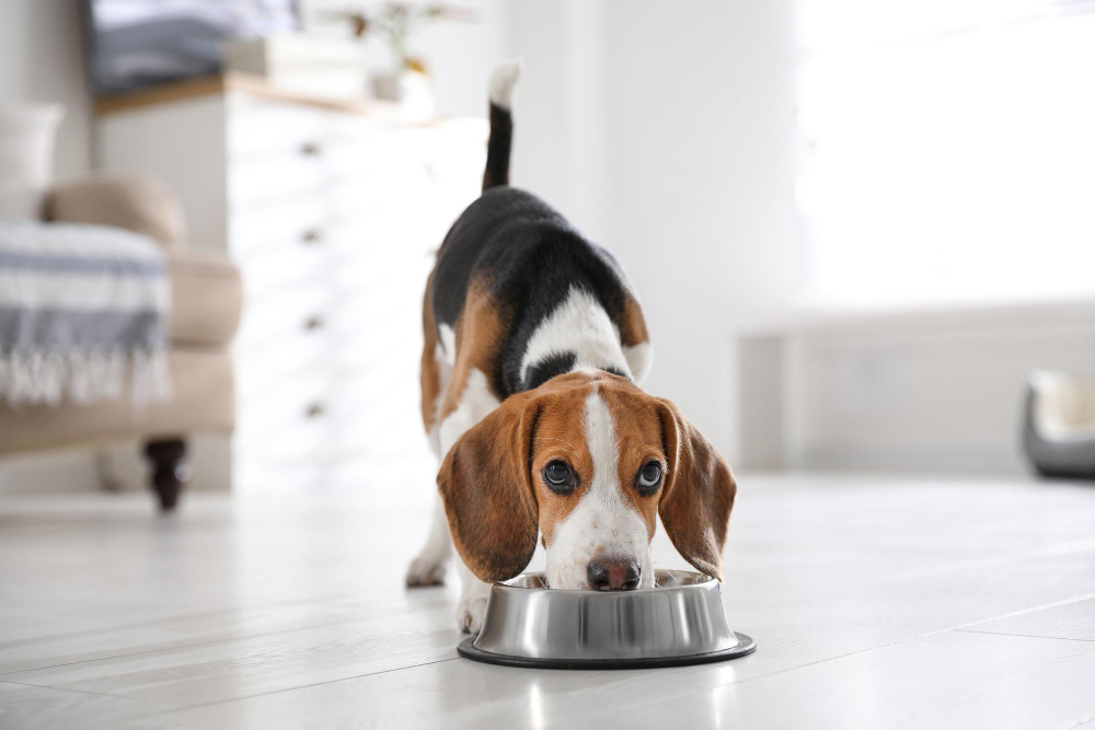 Saiba porque e como a alimentação dos animais de estimação muda ao longo da vida?