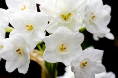 Qual sua flor de aniversário? Conheça a espécie que rege cada mês do ano
