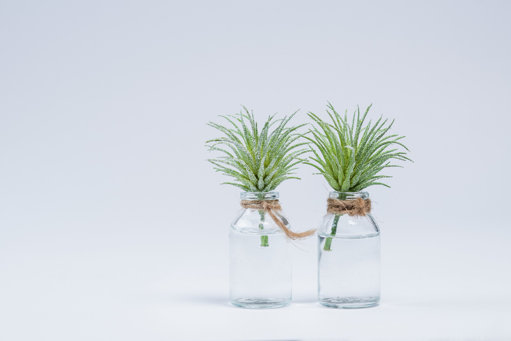 Conheça oito ervas aromáticas que podem cultivadas em frascos com água