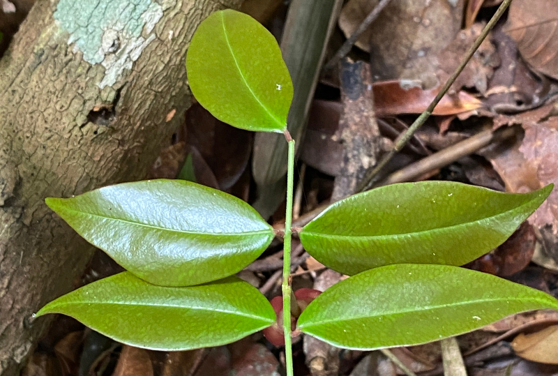Estudo oficial aponta ação de planta medicinal contra vírus da Covid-19
