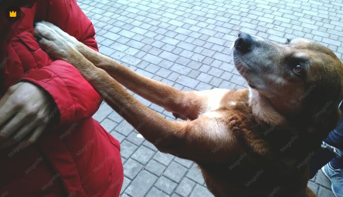 Resgatou um animal na rua? Parabéns! Agora veja como agir nos primeiros momentos