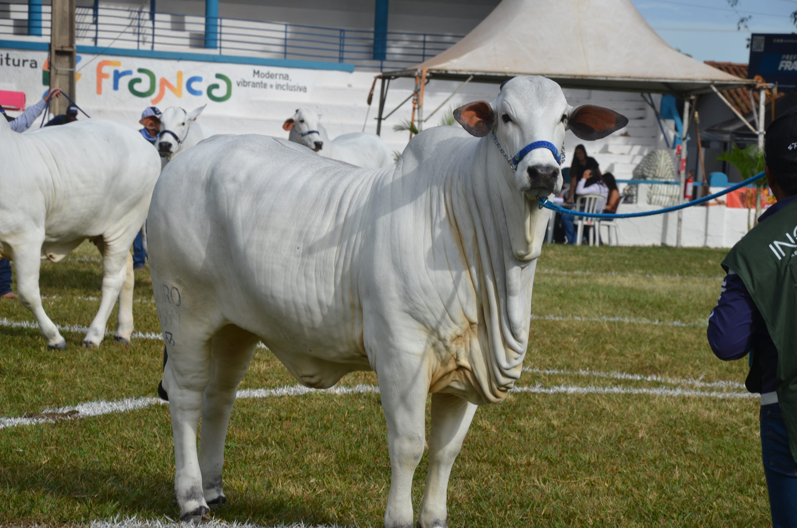 Expoagro tem fim de semana movimentado com provas equestres e Feira do Produtor