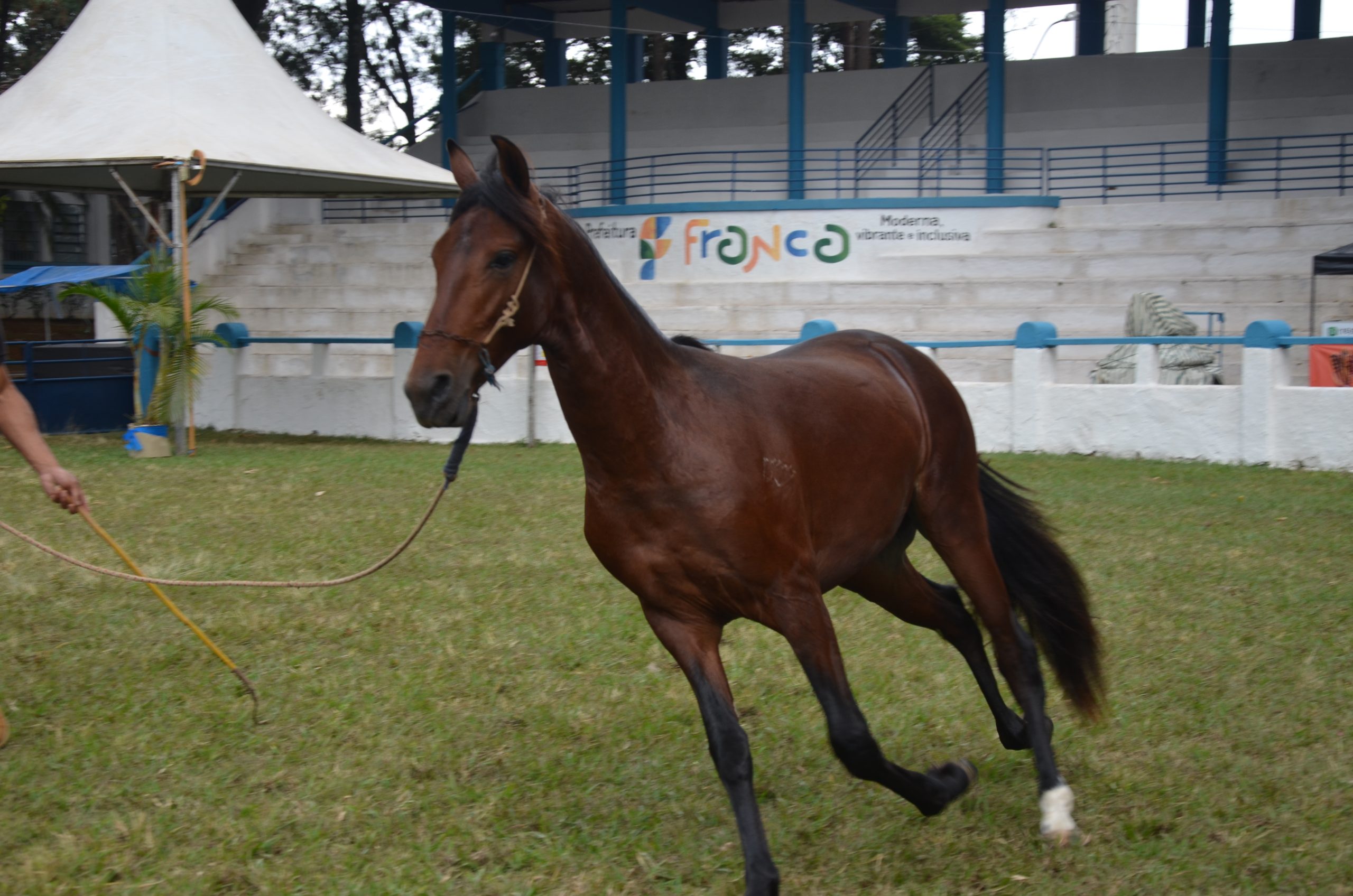 Expoagro entra na reta final com julgamentos do Mangalarga e provas equestres