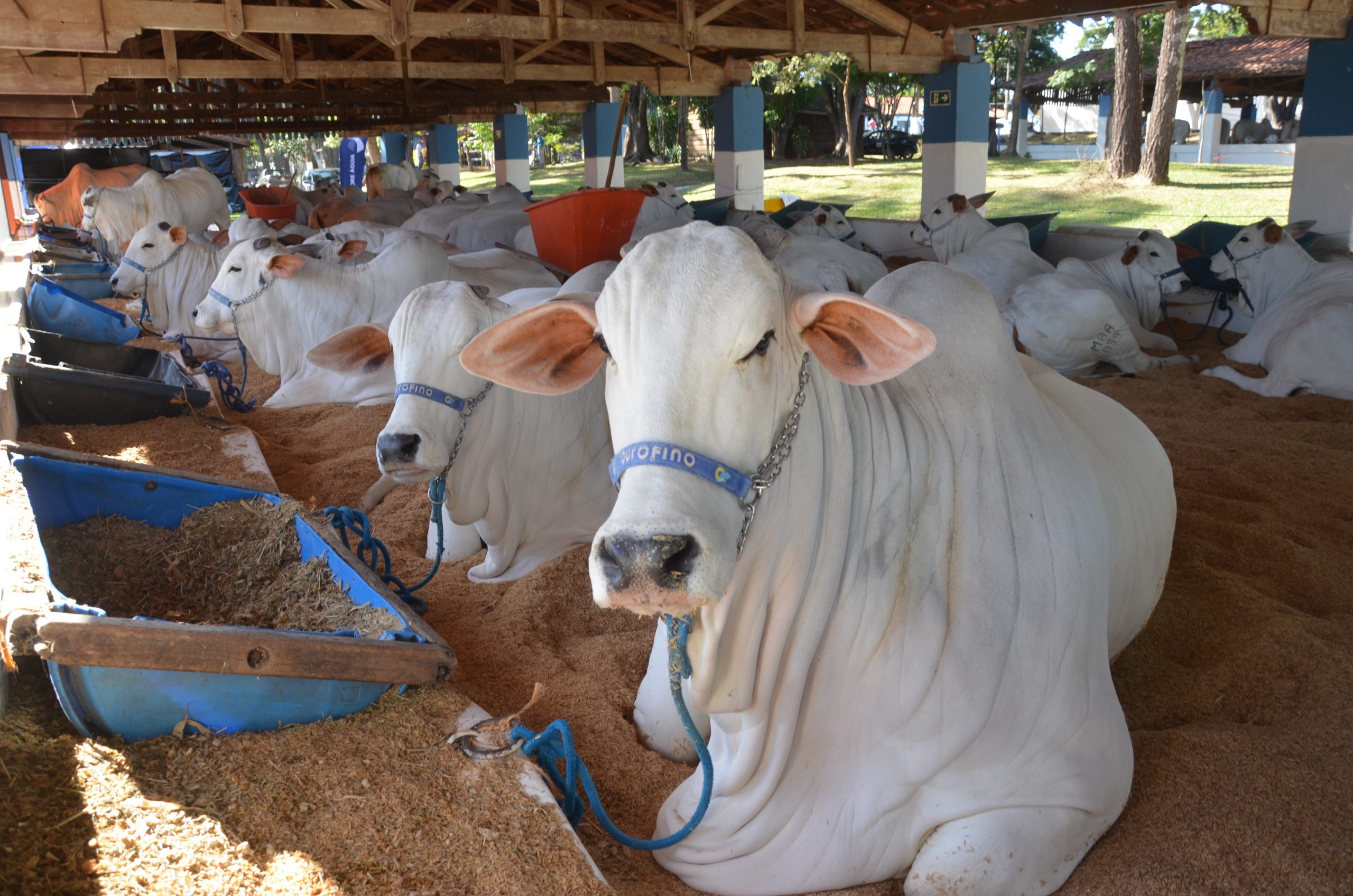 Expoagro 2026 abre nesta quinta, 14, com Nelore, Mangalarga e entrada gratuita