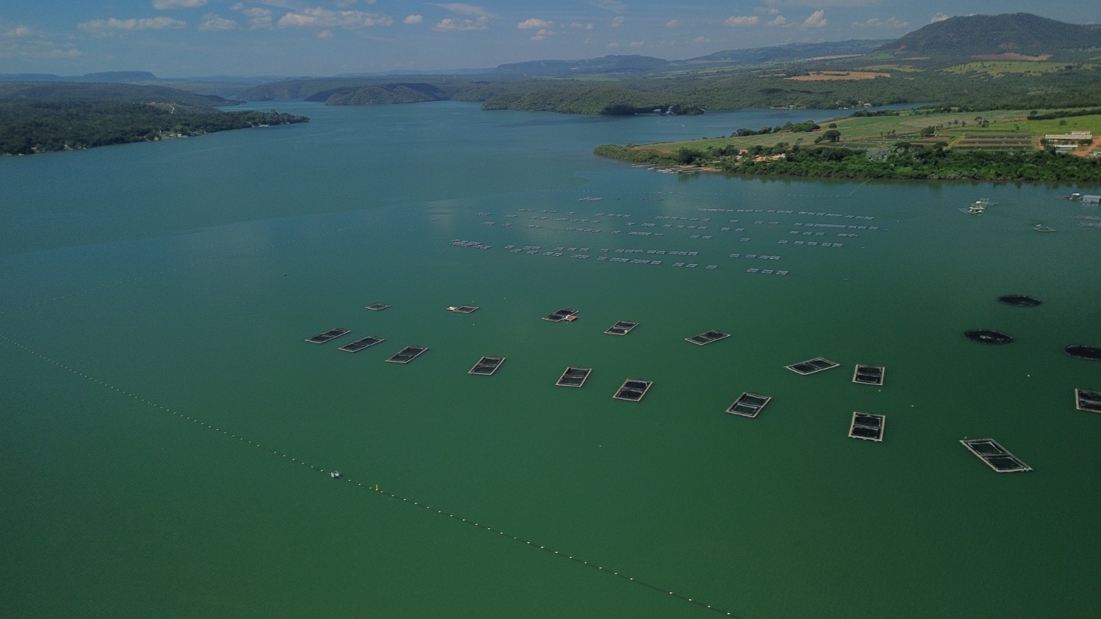 Fider Pescados: empresa de Rifaina produz 800 toneladas de tilápia por mês