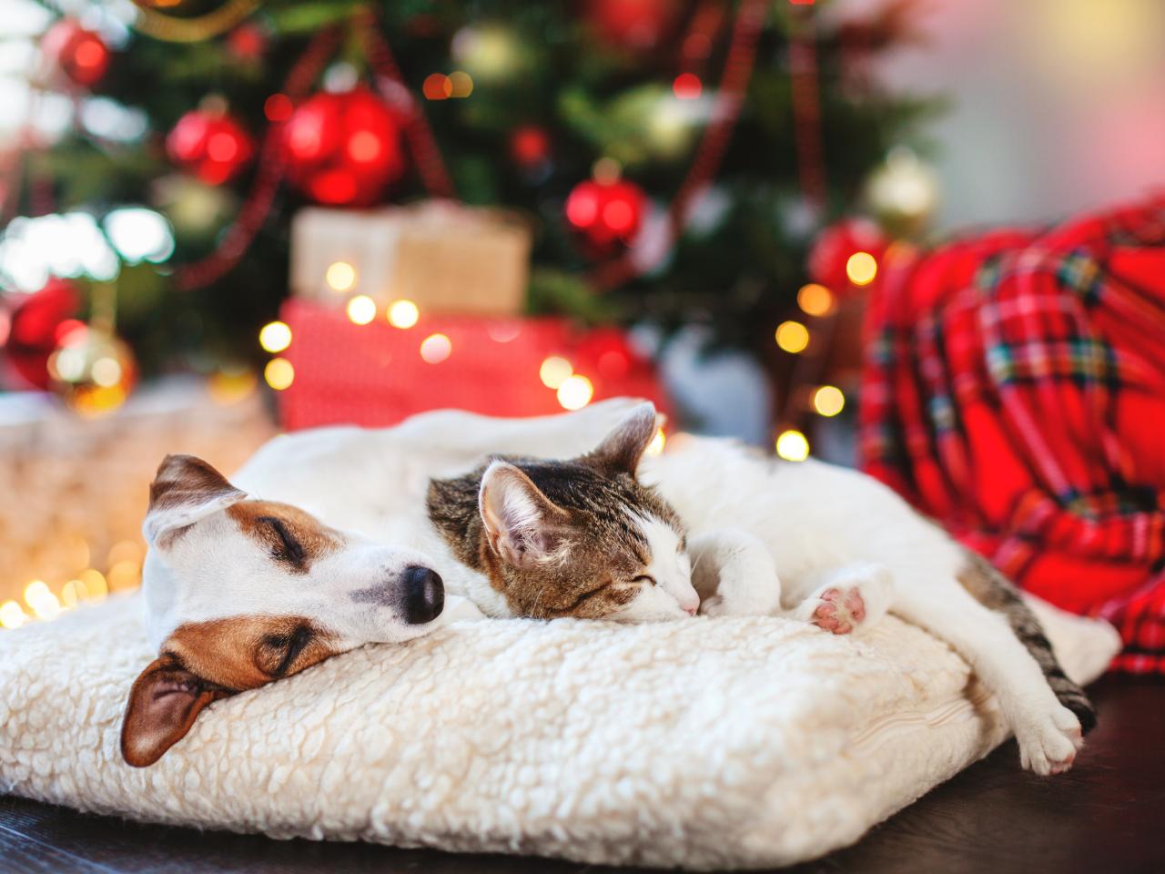 Pet dormindo demais? Saiba quando o excesso de sono vira sinal de alerta