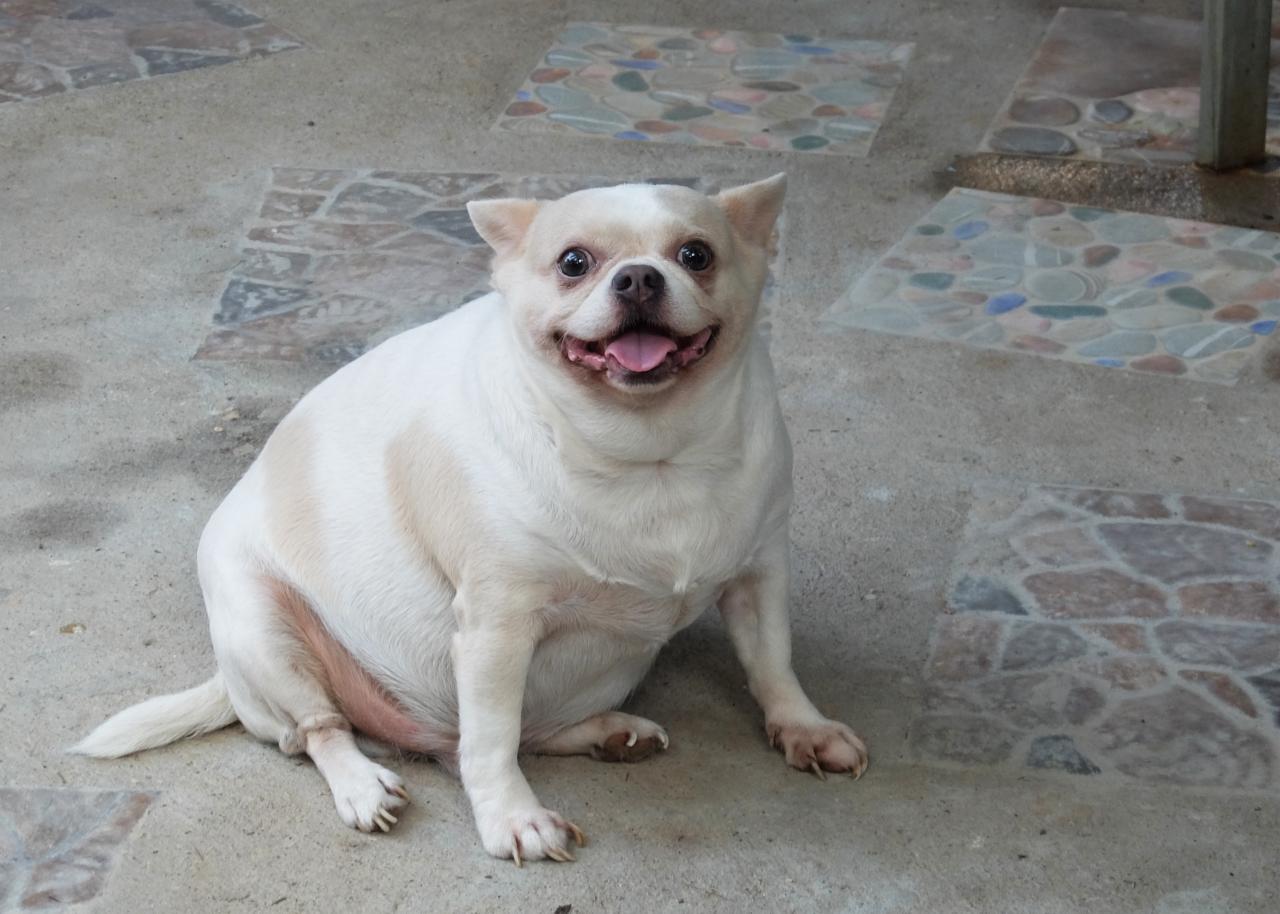 Seu cachorro está gordinho? Especialista acende alerta sobre a saúde do pet