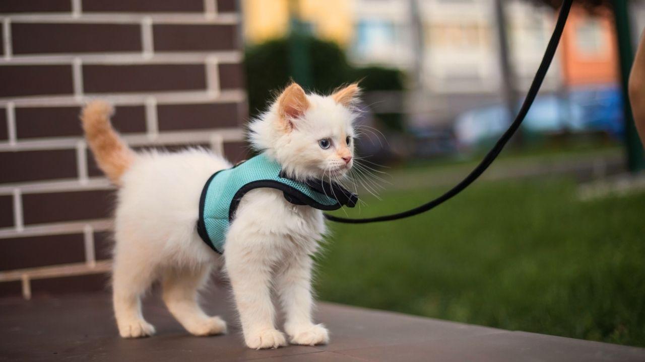 Seu gato pode passear de coleira? Entenda os benefícios e os riscos