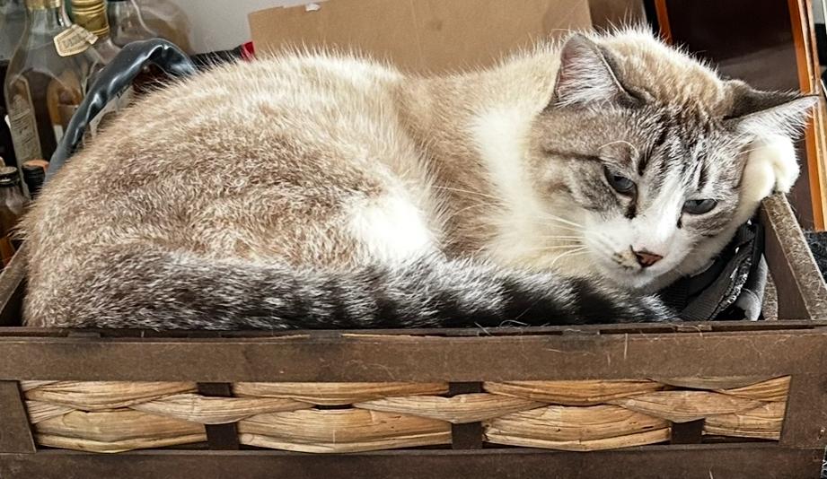 Conheça alguns itens práticos e essenciais que toda casa com gato deve ter