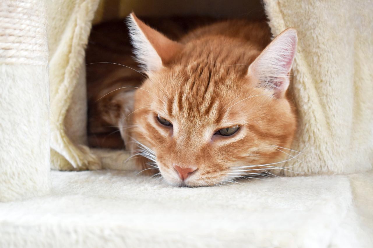 Saúde dos gatos: sinais sutis dos felinos também merecem atenção