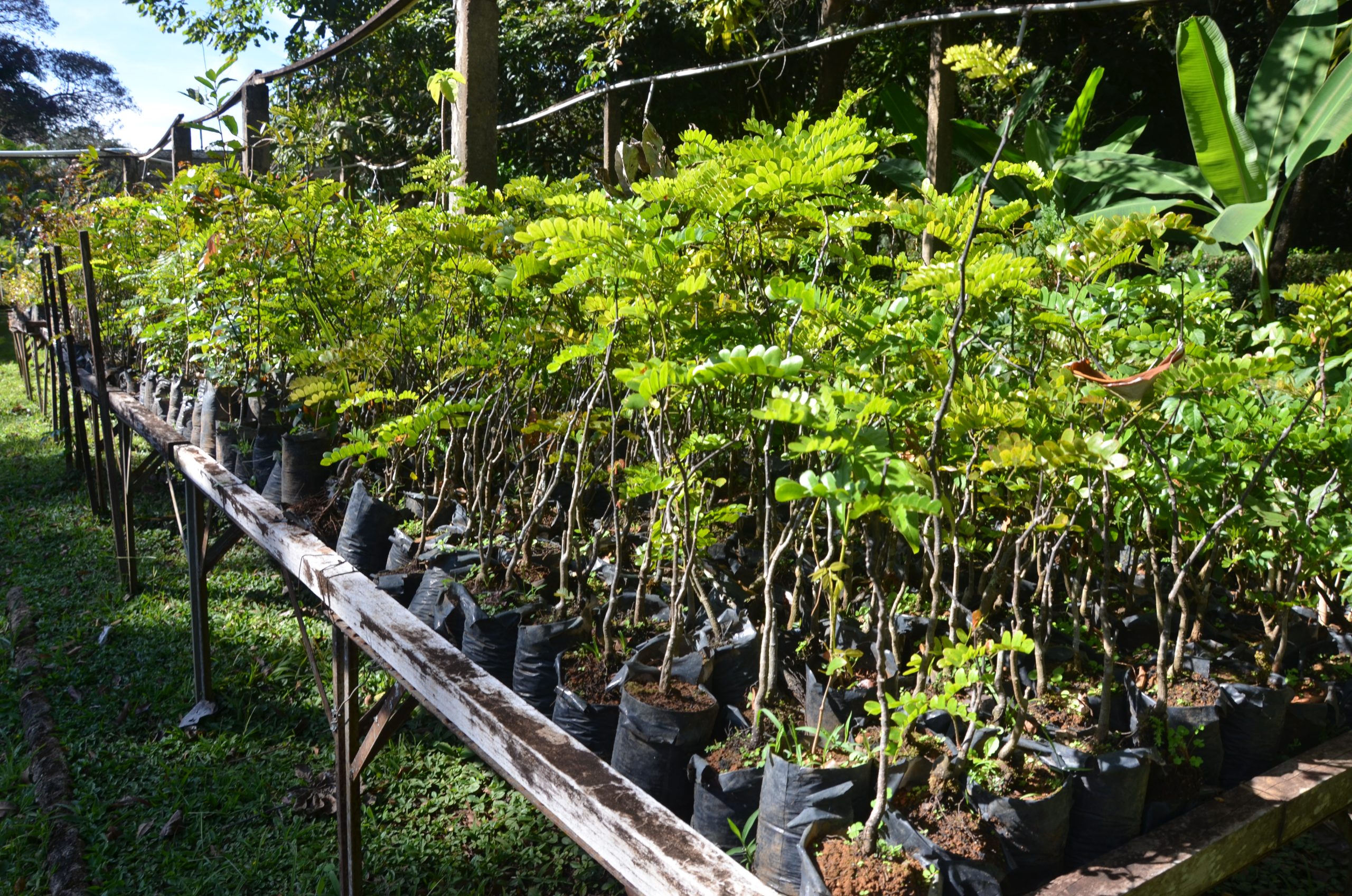 Franca mais verde: Zoobotânico já distribuiu 2,2 mil mudas de árvores este ano