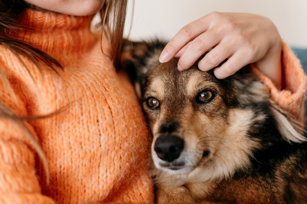 Veja o “carinho” que pode estar fazendo mal ao seu animal de estimação