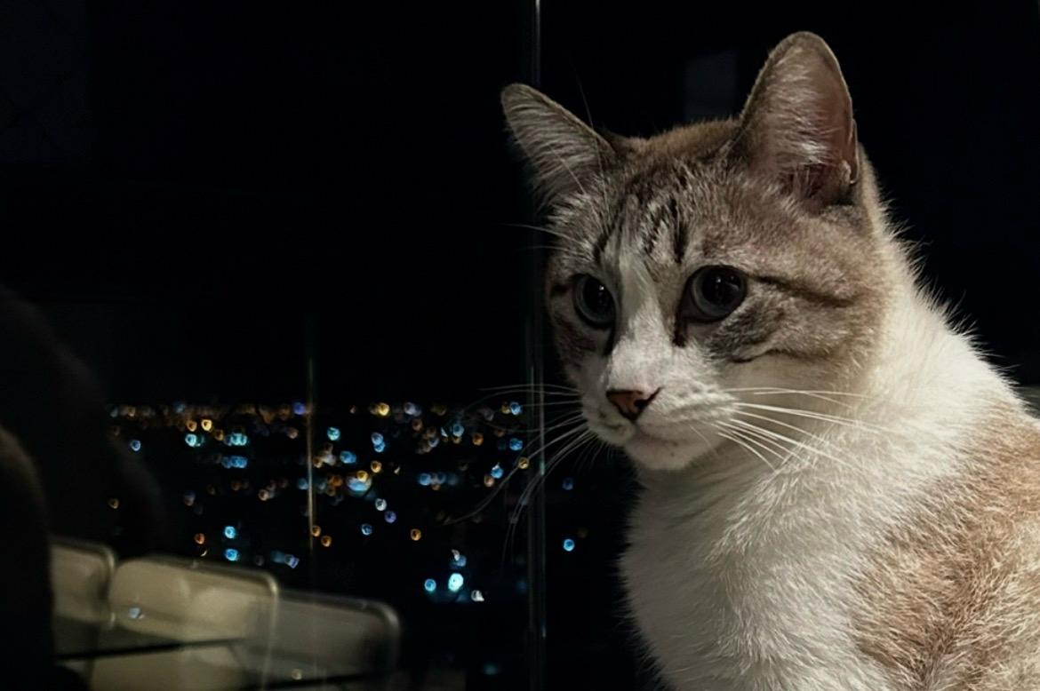 Ansiedade em gatos: sinais silenciosos que impactam o bem-estar felino