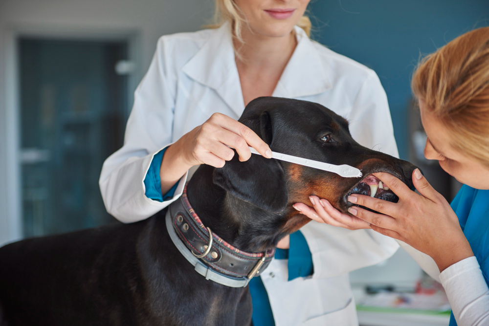 Mau hálito no pet não é normal: cuidados com os dentes ajudam a prevenir doenças