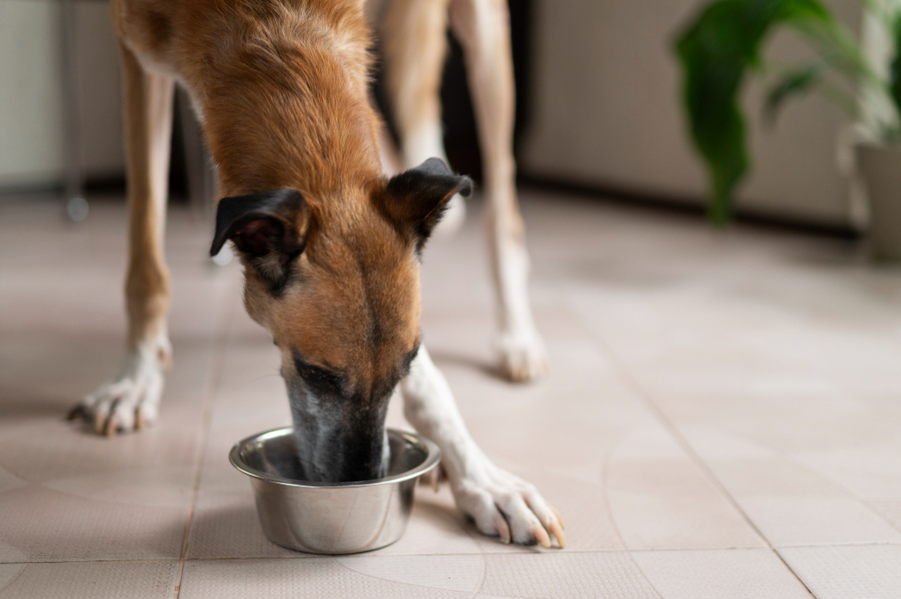 Animais de estimação que pedem comida toda hora nem sempre estão com fome; entenda