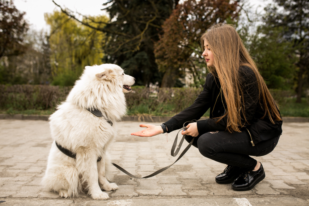 Campanha “CãoSemGuiaNão” alerta para os riscos de passear com cães soltos nas ruas