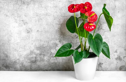 Conheça seis plantas que florescem sem esforço e dão personalidade à sua casa - Jornal da Franca