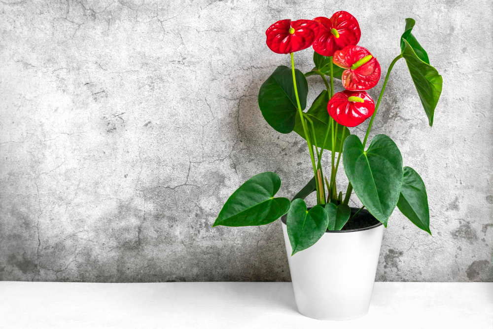 Conheça seis plantas que florescem sem esforço e dão personalidade à sua casa