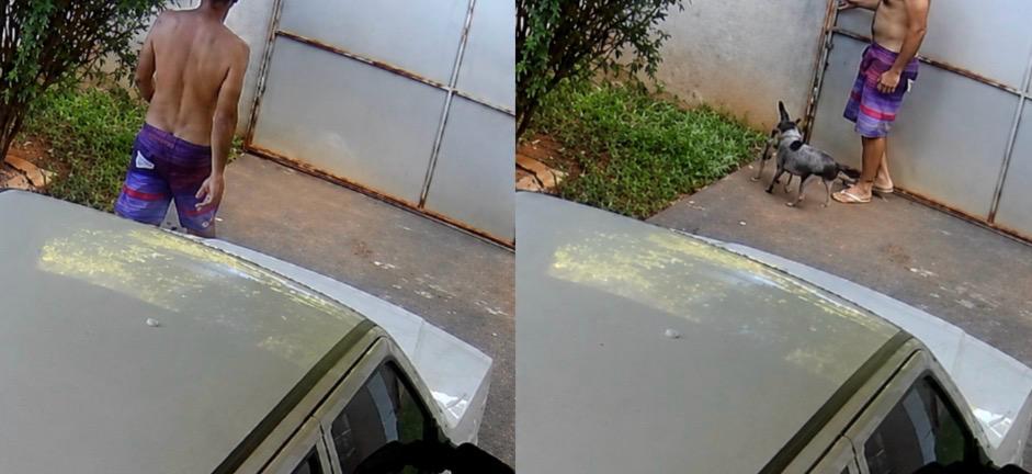 Cães fogem para dar voltinha e surpreendem tutor ao voltar batendo no portão de casa