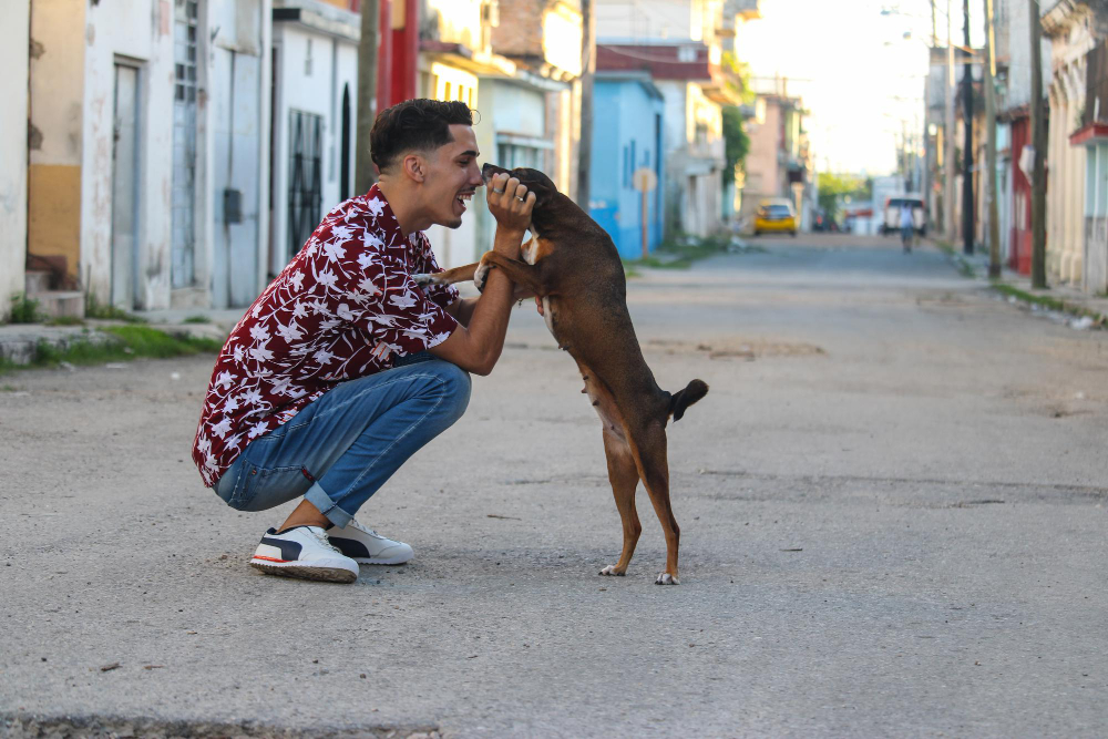 Cães comunitários fortalecem laços e criam senso de pertencimento, diz psicóloga