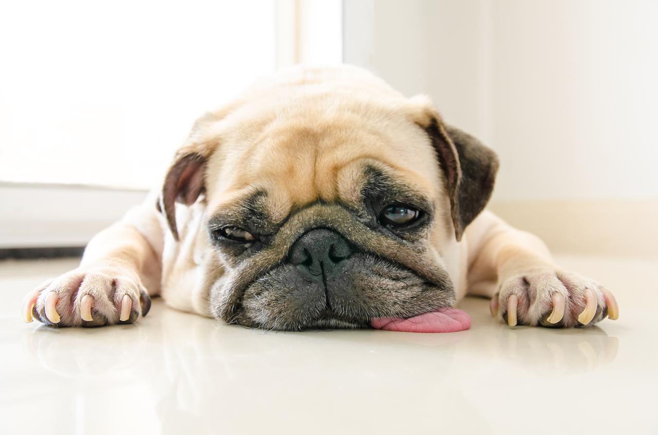 Seu cachorro dorme na porta do quarto? Entenda o motivo