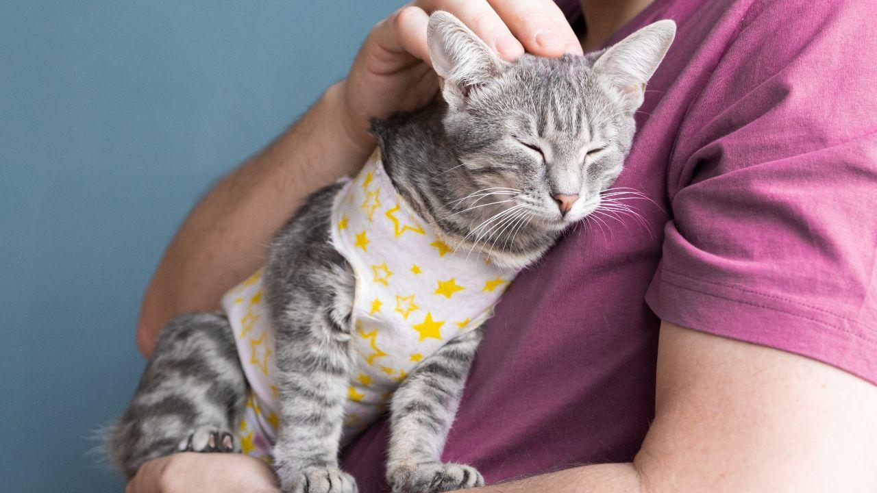 Gatos e cães afetam humor de donos estressados? Veja como animais de estimação agem
