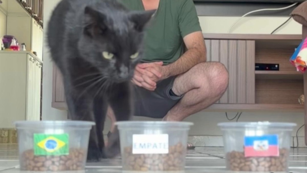 Milu, gato vidente que acertou placar do Brasil na Copa faz nova previsão; confira!