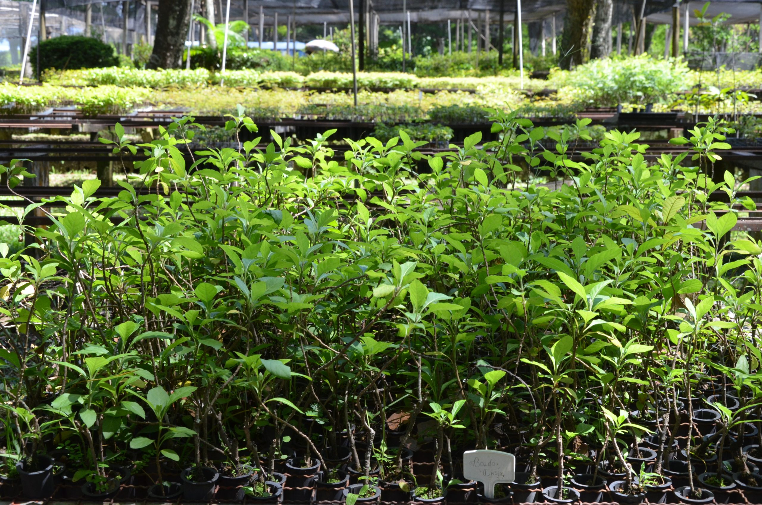 Fussol e Unifran abrem oficina gratuita de plantas medicinais; veja como participar