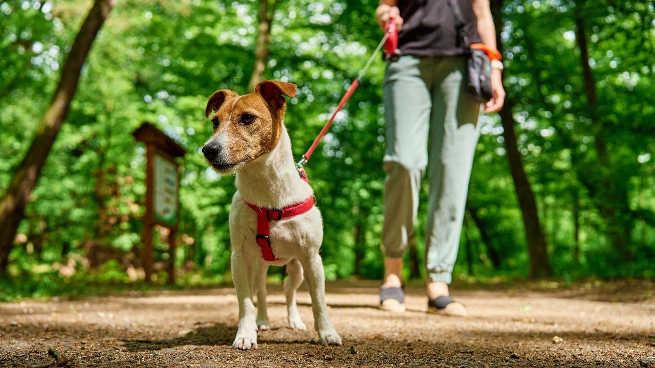 Vai fazer trilha com cachorro? Veja 5 dicas para um passeio seguro