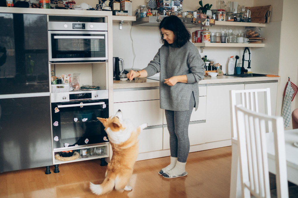 Como a rotina influencia a relação entre os responsáveis e os animais de estimação
