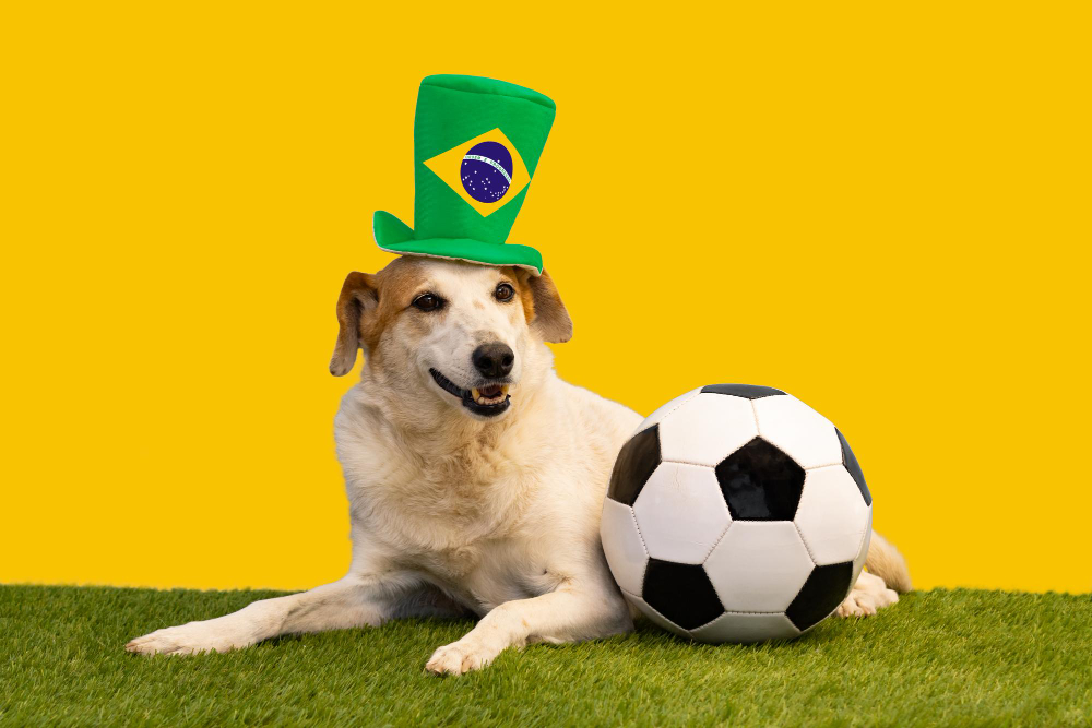 Como ajudar seu pet a superar o barulho de fogos e as comemorações na Copa do Mundo?