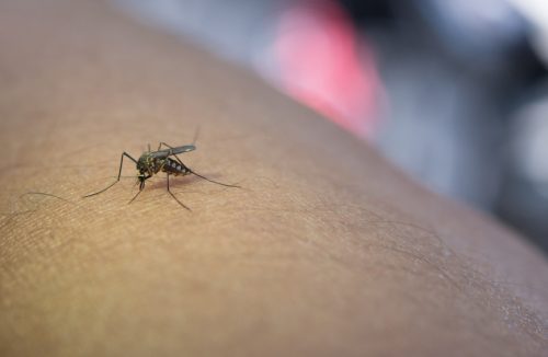 Como acabar com pernilongos: as soluções caseiras, produtos e dicas mais eficazes - Jornal da Franca