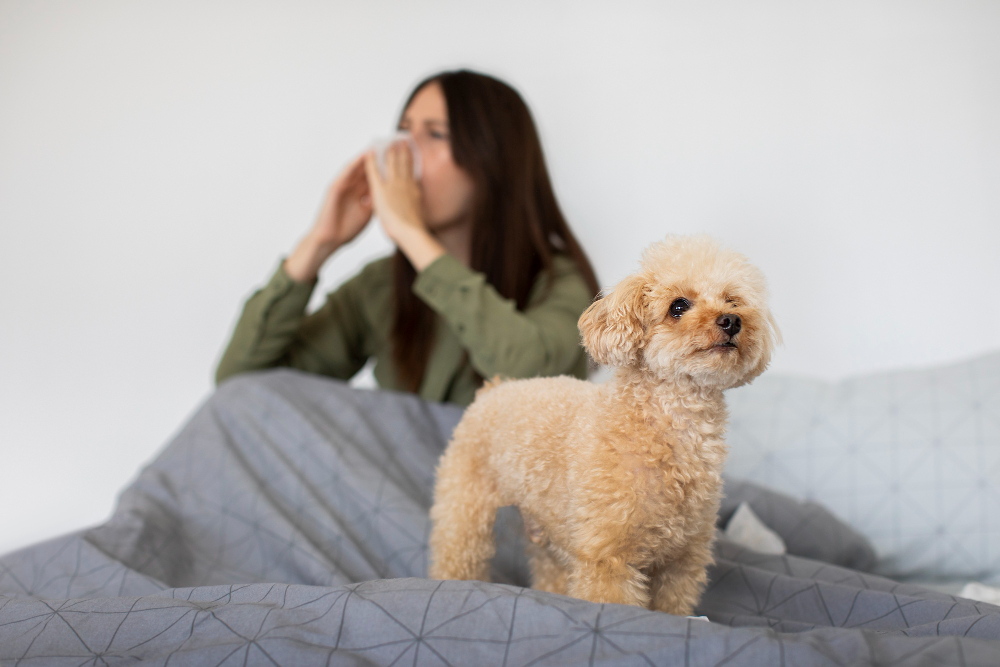 Como acabar com os pelos espalhados pela casa? Veja as soluções para quem tem pets