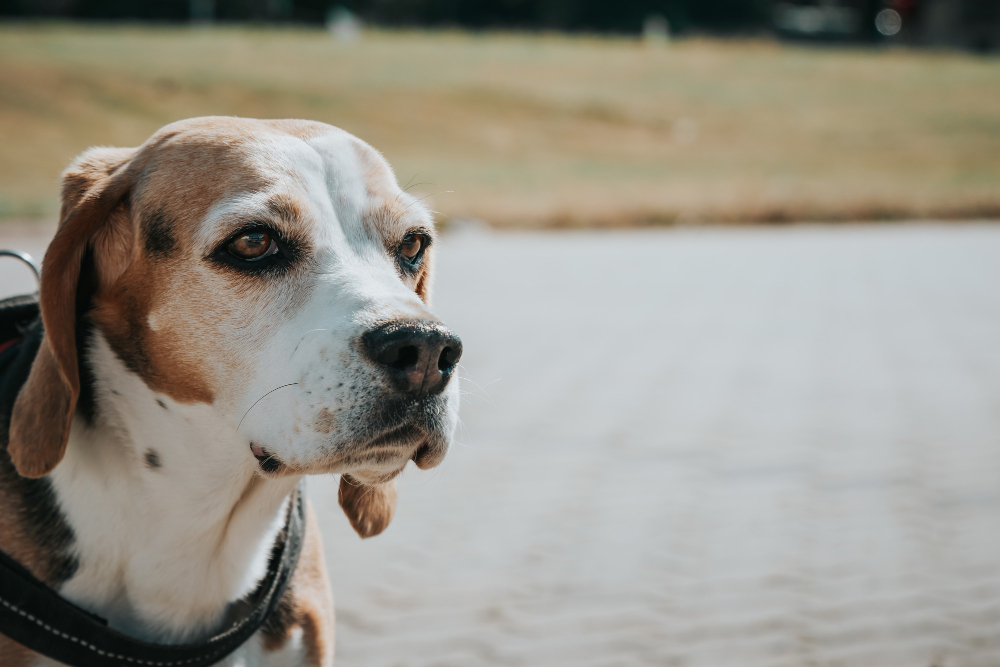 Cães manipulam tutores, mas comportamento tem explicação científica, diz veterinária