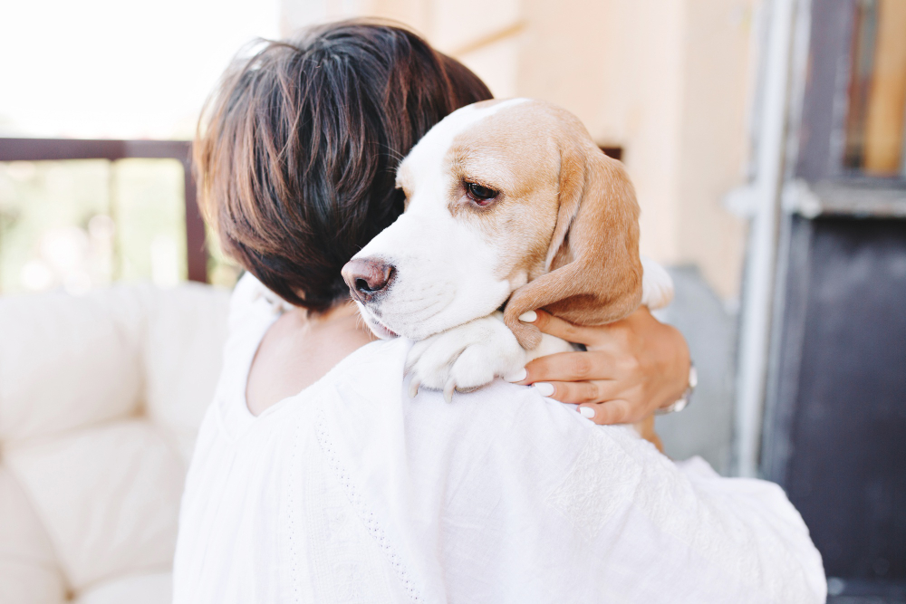 Eles não falam, mas dão sinais: como identificar dores e doenças em cães e gatos