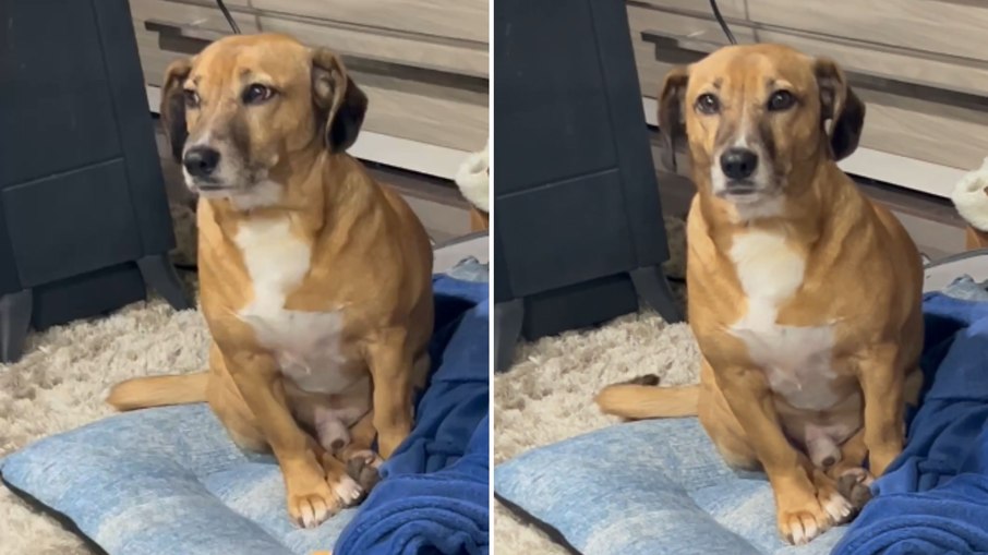 Essa foi demais: Cachorro caramelo imita som de pintinho após pedido da tutora