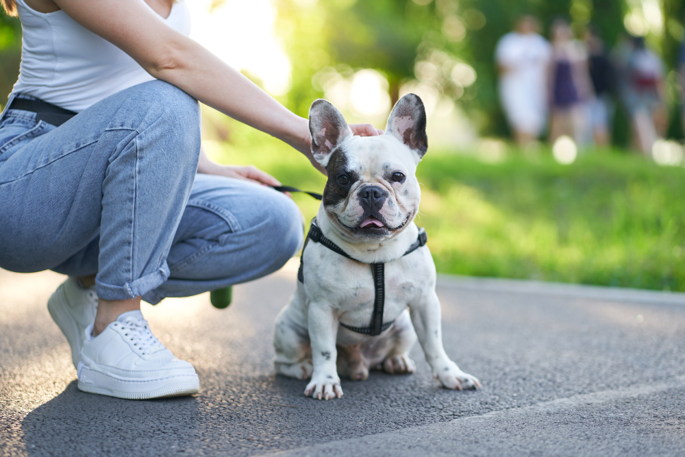 Atenção aos cuidados antes, durante e depois dos exercícios com animais de estimação
